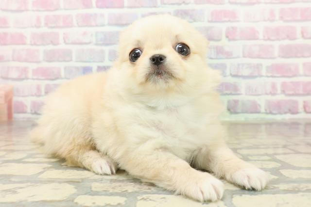 東京都のチワワ(ロング) (Coo&RIKU中野サンモール店/2025年11月10日生まれ/男の子/クリーム)の子犬の3枚目の画像