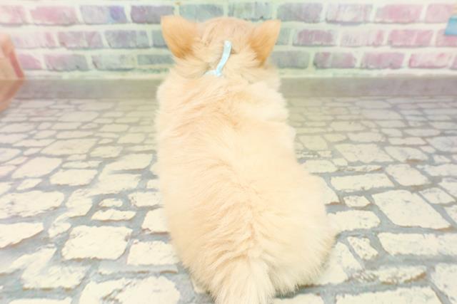 東京都のチワワ(ロング) (Coo&RIKU中野サンモール店/2025年11月10日生まれ/男の子/クリーム)の子犬の4枚目の画像