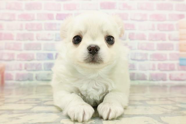 東京都のチワワ(ロング) (Coo&RIKU池袋西口店/2025年11月10日生まれ/男の子/クリームホワイト)の子犬の1枚目の画像