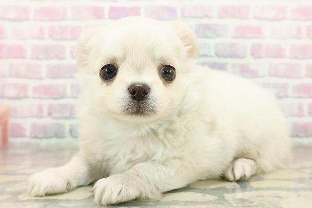 東京都のチワワ(ロング) (Coo&RIKU池袋西口店/2025年11月10日生まれ/男の子/クリームホワイト)の子犬の2枚目の画像