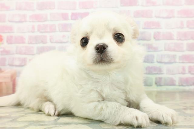 東京都のチワワ(ロング) (Coo&RIKU池袋西口店/2025年11月10日生まれ/男の子/クリームホワイト)の子犬の3枚目の画像