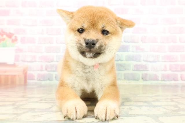 埼玉県の柴犬(標準サイズ) (Coo&RIKUヤオコー幸手店/2025年10月31日生まれ/女の子/赤)の子犬の1枚目の画像