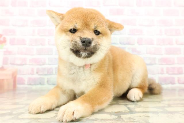 埼玉県の柴犬(標準サイズ) (Coo&RIKUヤオコー幸手店/2025年10月31日生まれ/女の子/赤)の子犬の2枚目の画像