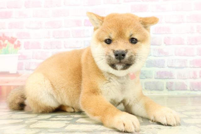 埼玉県の柴犬(標準サイズ) (Coo&RIKUヤオコー幸手店/2025年10月31日生まれ/女の子/赤)の子犬の3枚目の画像