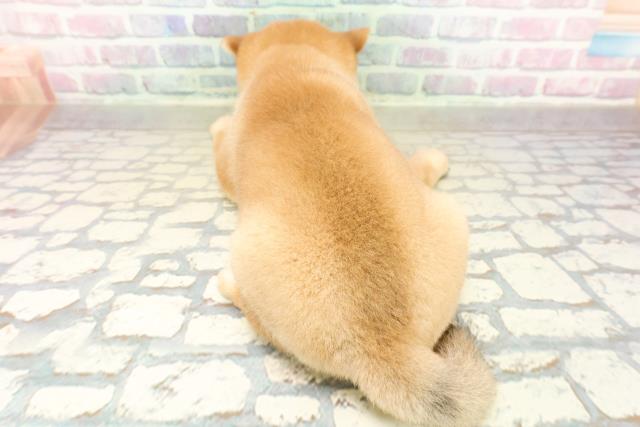 埼玉県の柴犬(標準サイズ) (Coo&RIKUヤオコー幸手店/2025年10月31日生まれ/女の子/赤)の子犬の4枚目の画像