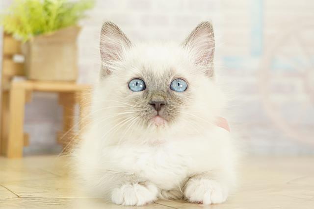 愛知県のラグドール (Coo&RIKU東海一宮店/2025年11月6日生まれ/女の子/ブルーポイントミテッド)の子猫の1枚目の画像