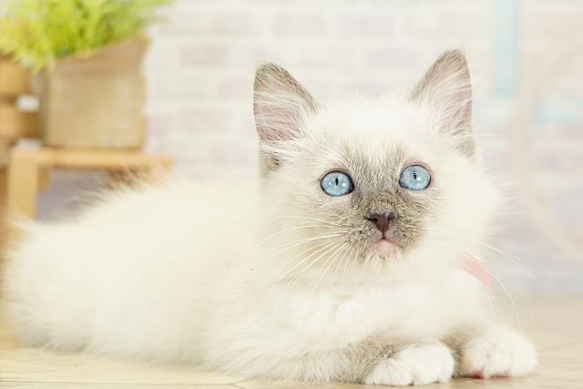 愛知県のラグドール (Coo&RIKU東海一宮店/2025年11月6日生まれ/女の子/ブルーポイントミテッド)の子猫の2枚目の画像