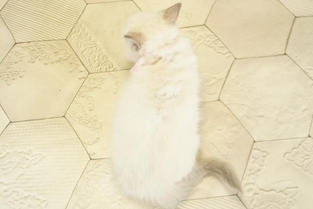 愛知県のラグドール (Coo&RIKU東海一宮店/2025年11月6日生まれ/女の子/ブルーポイントミテッド)の子猫の4枚目の画像