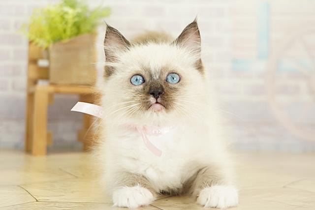 愛知県のラグドール (Coo&RIKU春日井店/2025年11月6日生まれ/女の子/ブルーポイントミテッド)の子猫