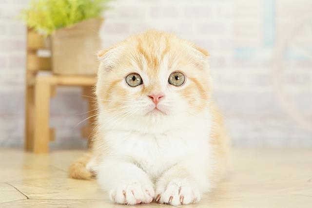 岐阜県のスコティッシュフォールド (Coo&RIKU岐阜店/2025年11月6日生まれ/男の子/レッドタビー)の子猫の1枚目の画像