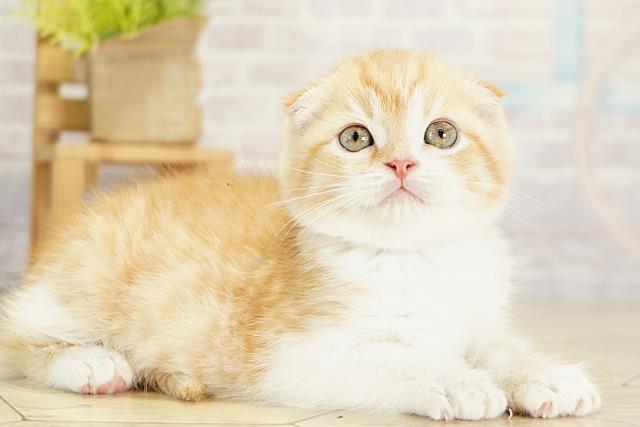 岐阜県のスコティッシュフォールド (Coo&RIKU岐阜店/2025年11月6日生まれ/男の子/レッドタビー)の子猫の2枚目の画像