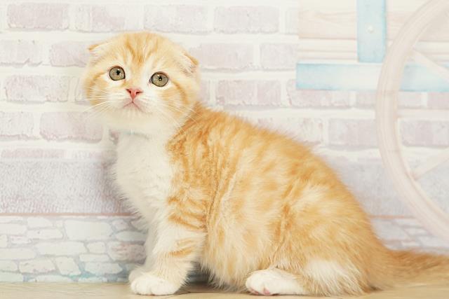 岐阜県のスコティッシュフォールド (Coo&RIKU岐阜店/2025年11月6日生まれ/男の子/レッドタビー)の子猫の3枚目の画像