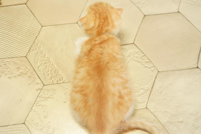 岐阜県のスコティッシュフォールド (Coo&RIKU岐阜店/2025年11月6日生まれ/男の子/レッドタビー)の子猫の4枚目の画像