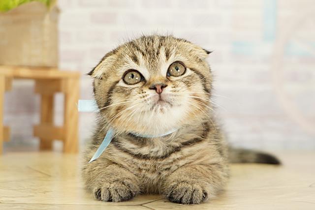 岐阜県のスコティッシュフォールド (Coo&RIKU各務原店/2025年11月6日生まれ/男の子/ブラウンタビー)の子猫の1枚目の画像