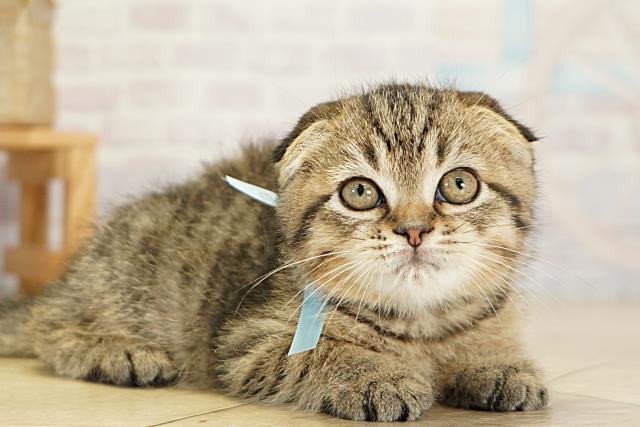 岐阜県のスコティッシュフォールド (Coo&RIKU各務原店/2025年11月6日生まれ/男の子/ブラウンタビー)の子猫の2枚目の画像