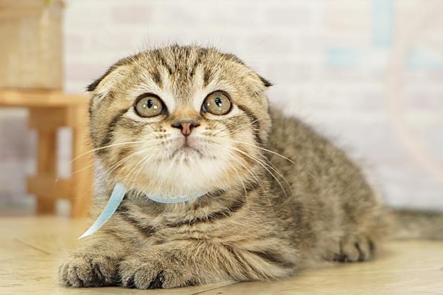 岐阜県のスコティッシュフォールド (Coo&RIKU各務原店/2025年11月6日生まれ/男の子/ブラウンタビー)の子猫の3枚目の画像