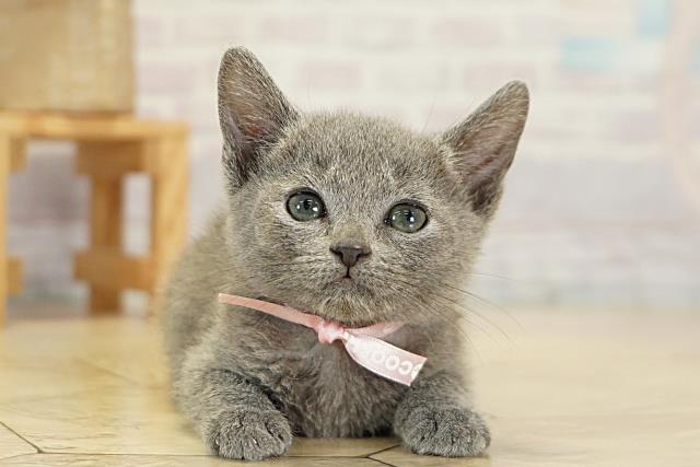 岐阜県のロシアンブルー (Coo&RIKU岐南店/2025年11月6日生まれ/女の子/ブルー)の子猫の1枚目の画像
