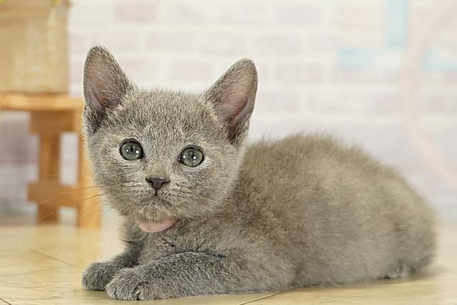 岐阜県のロシアンブルー (Coo&RIKU岐南店/2025年11月6日生まれ/女の子/ブルー)の子猫の3枚目の画像