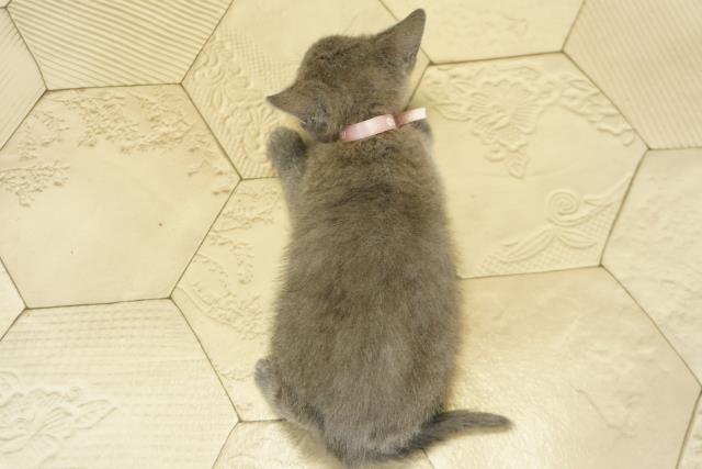 岐阜県のロシアンブルー (Coo&RIKU岐南店/2025年11月6日生まれ/女の子/ブルー)の子猫の4枚目の画像