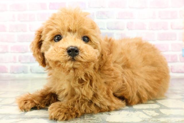 神奈川県のトイプードル(トイ) (Coo&RIKUパウ川崎店/2025年11月5日生まれ/男の子/アプリコット)の子犬の2枚目の画像