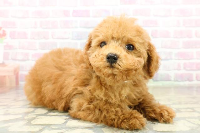 神奈川県のトイプードル(トイ) (Coo&RIKUパウ川崎店/2025年11月5日生まれ/男の子/アプリコット)の子犬の3枚目の画像