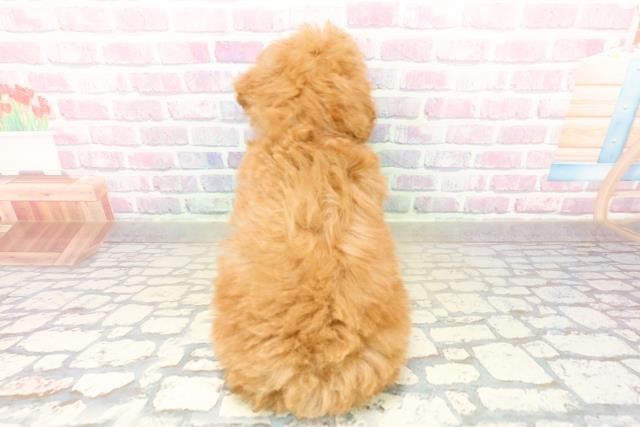 神奈川県のトイプードル(トイ) (Coo&RIKUパウ川崎店/2025年11月5日生まれ/男の子/アプリコット)の子犬の4枚目の画像
