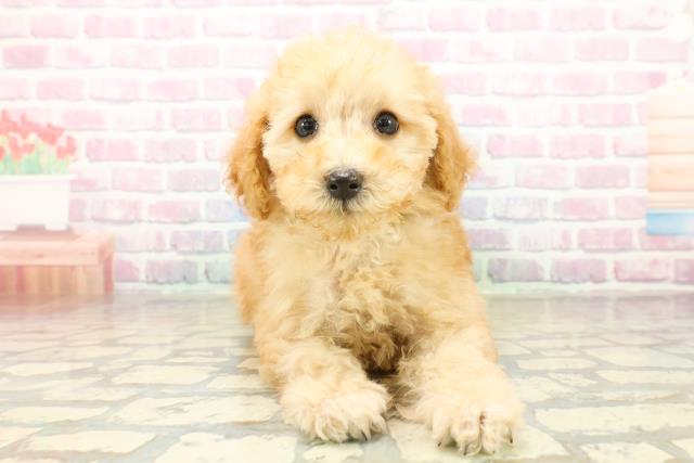 東京都のトイプードル(トイ) (Coo&RIKU練馬店/2025年11月5日生まれ/男の子/アプリコット)の子犬の1枚目の画像