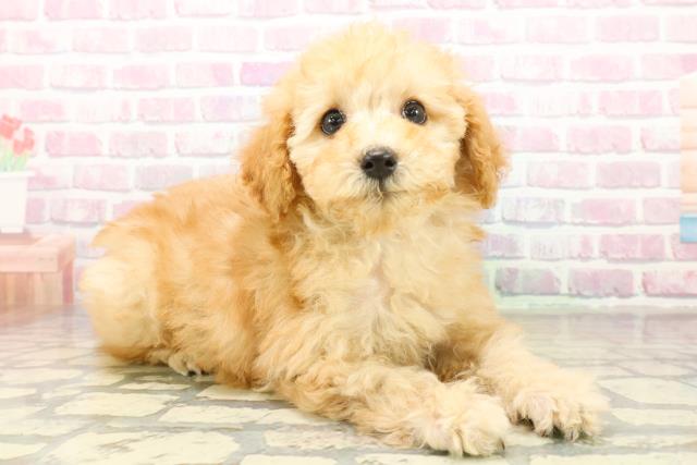 東京都のトイプードル(トイ) (Coo&RIKU練馬店/2025年11月5日生まれ/男の子/アプリコット)の子犬の3枚目の画像