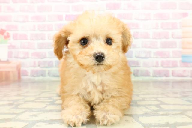 埼玉県のトイプードル(トイ) (Coo&RIKU川口戸塚店/2025年11月5日生まれ/女の子/アプリコット)の子犬の1枚目の画像
