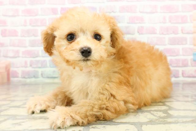 埼玉県のトイプードル(トイ) (Coo&RIKU川口戸塚店/2025年11月5日生まれ/女の子/アプリコット)の子犬の2枚目の画像