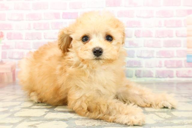 埼玉県のトイプードル(トイ) (Coo&RIKU川口戸塚店/2025年11月5日生まれ/女の子/アプリコット)の子犬の3枚目の画像