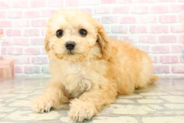 埼玉県のトイプードル(トイ) (Coo&RIKU所沢店/2025年11月5日生まれ/女の子/アプリコット)の子犬の2枚目の画像