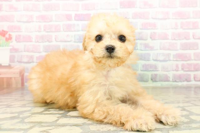 埼玉県のトイプードル(トイ) (Coo&RIKU所沢店/2025年11月5日生まれ/女の子/アプリコット)の子犬の3枚目の画像