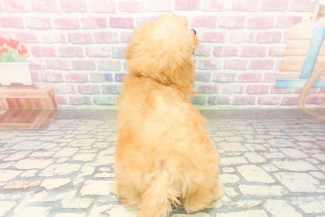 埼玉県のトイプードル(トイ) (Coo&RIKU所沢店/2025年11月5日生まれ/女の子/アプリコット)の子犬の4枚目の画像