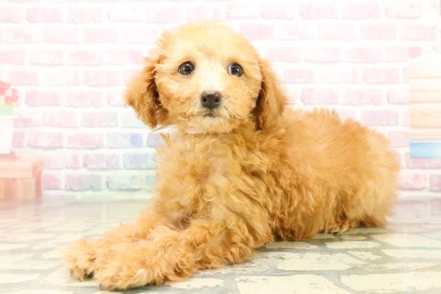 東京都のトイプードル(トイ) (Coo&RIKU府中店/2025年11月5日生まれ/女の子/アプリコット)の子犬の2枚目の画像