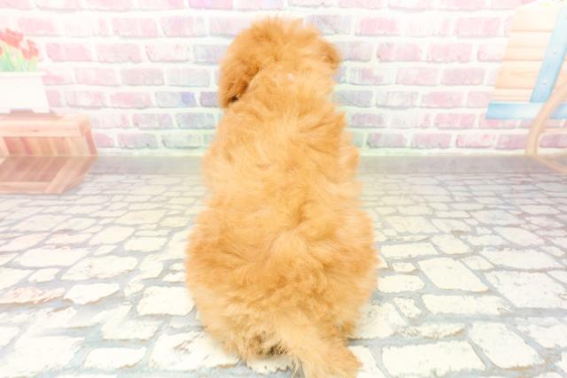東京都のトイプードル(トイ) (Coo&RIKU府中店/2025年11月5日生まれ/女の子/アプリコット)の子犬の4枚目の画像