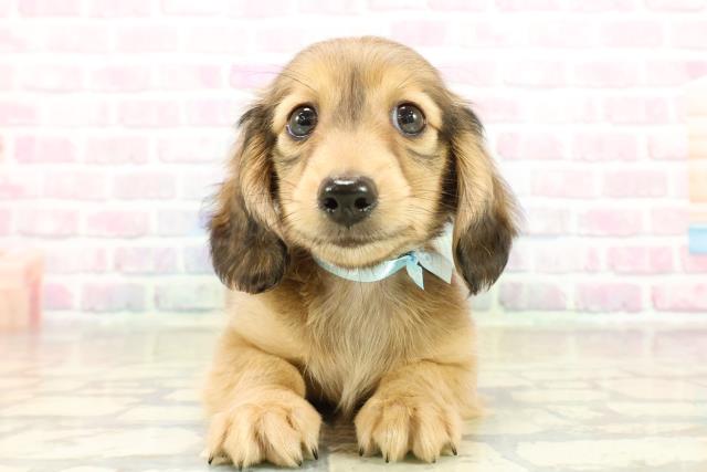 東京都のカニンヘンダックスフンド(ロング) (Coo&RIKU板橋店/2025年11月6日生まれ/男の子/シェーデットイエロー)の子犬の1枚目の画像