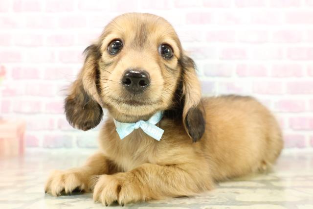 東京都のカニンヘンダックスフンド(ロング) (Coo&RIKU板橋店/2025年11月6日生まれ/男の子/シェーデットイエロー)の子犬の2枚目の画像