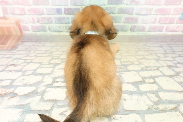 東京都のカニンヘンダックスフンド(ロング) (Coo&RIKU板橋店/2025年11月6日生まれ/男の子/シェーデットイエロー)の子犬の4枚目の画像