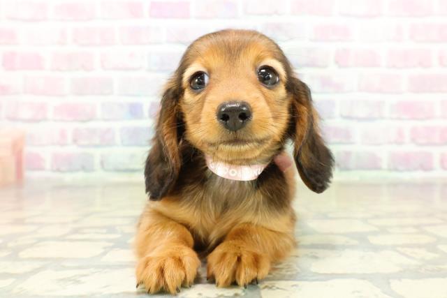 埼玉県のカニンヘンダックスフンド(ロング) (Coo&RIKUヤオコー幸手店/2025年11月6日生まれ/女の子/シェーデットレッド)の子犬の1枚目の画像