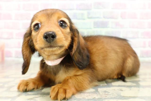 埼玉県のカニンヘンダックスフンド(ロング) (Coo&RIKUヤオコー幸手店/2025年11月6日生まれ/女の子/シェーデットレッド)の子犬の2枚目の画像