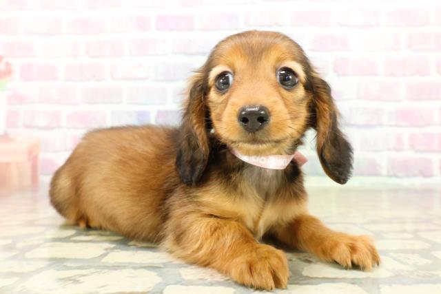 埼玉県のカニンヘンダックスフンド(ロング) (Coo&RIKUヤオコー幸手店/2025年11月6日生まれ/女の子/シェーデットレッド)の子犬の3枚目の画像