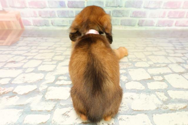 埼玉県のカニンヘンダックスフンド(ロング) (Coo&RIKUヤオコー幸手店/2025年11月6日生まれ/女の子/シェーデットレッド)の子犬の4枚目の画像