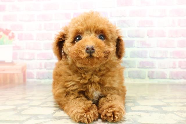 茨城県のトイプードル(トイ) (Coo&RIKUコメリパワーつくば西店/2025年11月7日生まれ/男の子/レッド)の子犬の1枚目の画像