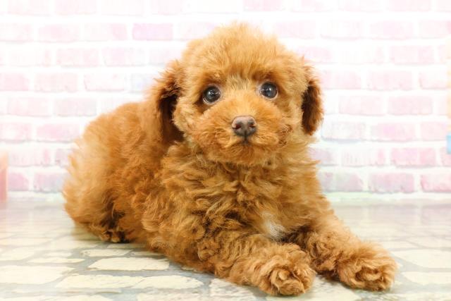 茨城県のトイプードル(トイ) (Coo&RIKUコメリパワーつくば西店/2025年11月7日生まれ/男の子/レッド)の子犬の3枚目の画像