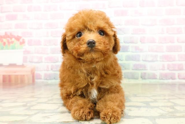 トイ・プードル