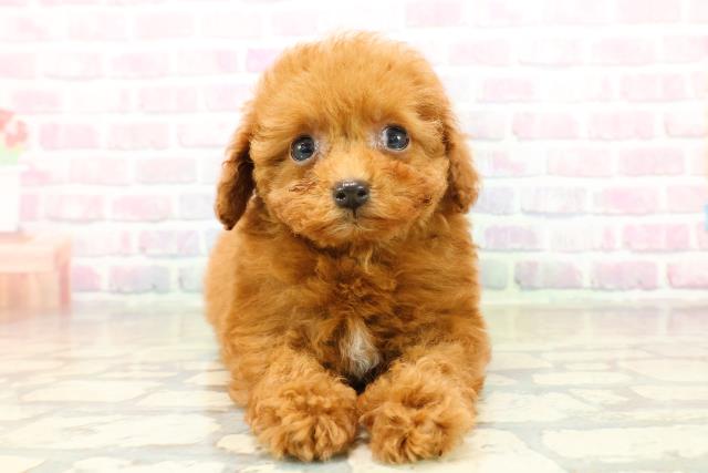 栃木県のトイプードル(トイ) (Coo&RIKU宇都宮店/2025年11月7日生まれ/女の子/レッド)の子犬の1枚目の画像