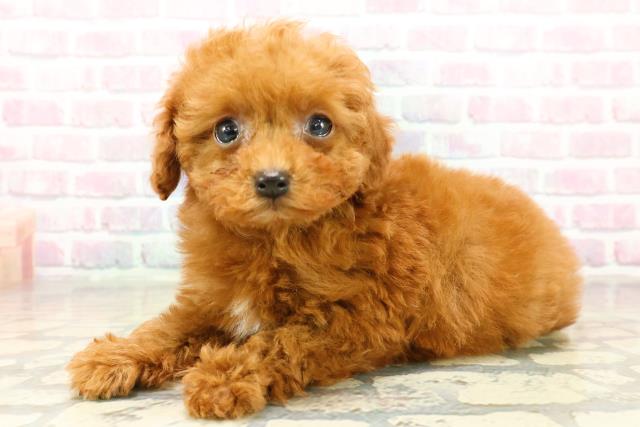 栃木県のトイプードル(トイ) (Coo&RIKU宇都宮店/2025年11月7日生まれ/女の子/レッド)の子犬の2枚目の画像