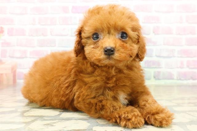 栃木県のトイプードル(トイ) (Coo&RIKU宇都宮店/2025年11月7日生まれ/女の子/レッド)の子犬の3枚目の画像