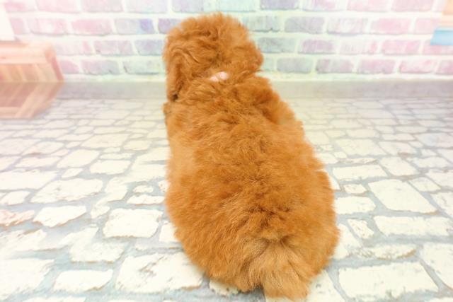 栃木県のトイプードル(トイ) (Coo&RIKU宇都宮店/2025年11月7日生まれ/女の子/レッド)の子犬の4枚目の画像